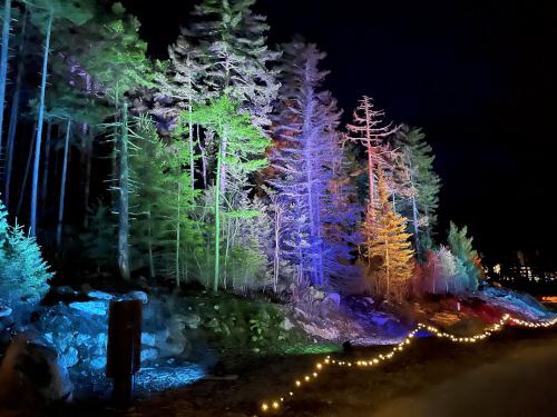 lighted trees in November at Coastal Maine Botanical Gardens in eastern ME