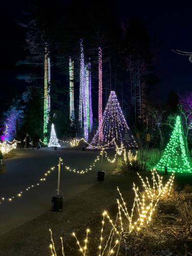 Illuminated tree trunks in November at Coastal Maine Botanical Gardens in eastern ME