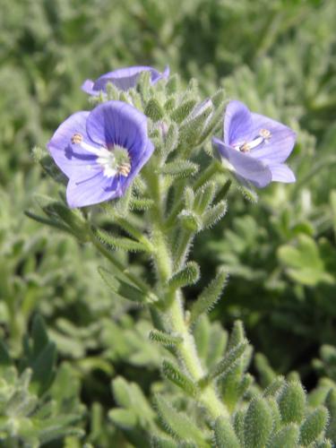 Whitley's Speedwell (Veronica whitleyi)