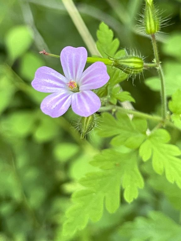 Herb Robert (Geranium robertianum) in June at Cobble Hill in southwest MA