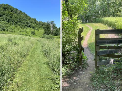 trails in June at Cobble Hill in southwest MA