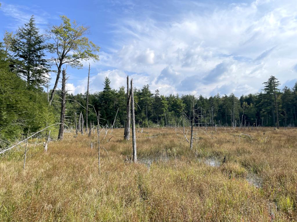 trailside marsh in September at Cogswell Mountain in New Hampshire