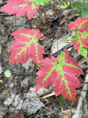 early fall color in September at Cogswell Mountain in New Hampshire