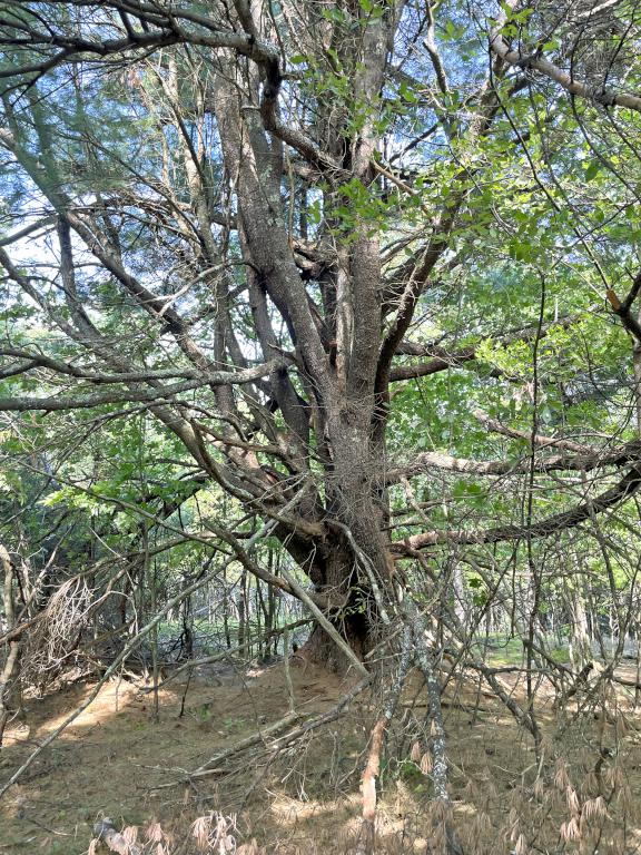 summit tree in September on Cogswell Mountain in New Hampshire