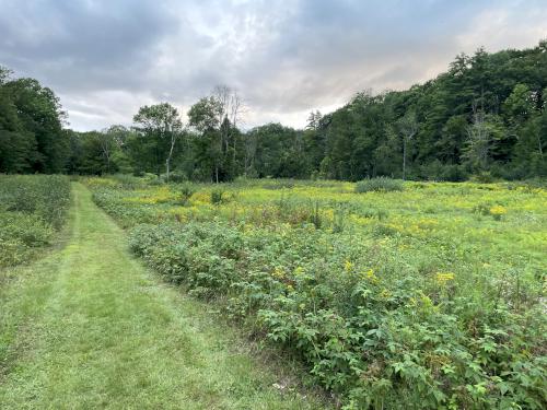 field in August at Cold River in southwestern NH