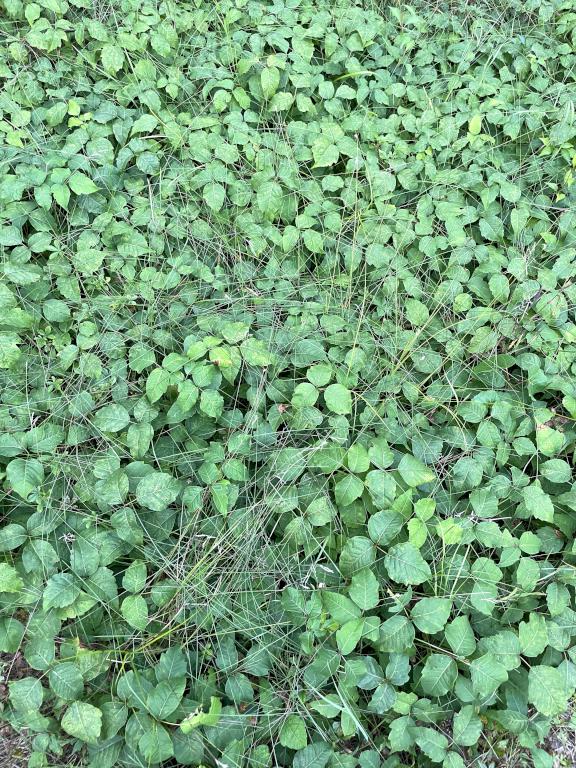 poison ivy in August at Cold River in southwestern NH