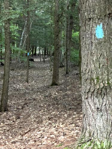 trail in August at Cold River in southwestern NH