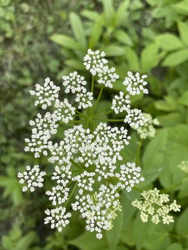 flower in June at Colebrook River Walk in northern New Hampshire