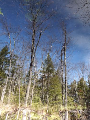 trees reflected on a beaver pond in May at Converse Meadow near Rindge in southern New Hampshire