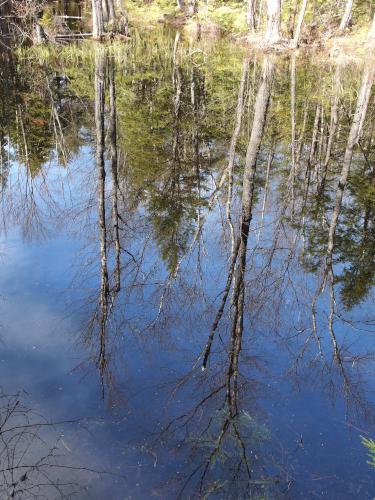 trees reflected on a beaver pond in May at Converse Meadow near Rindge in southern New Hampshire