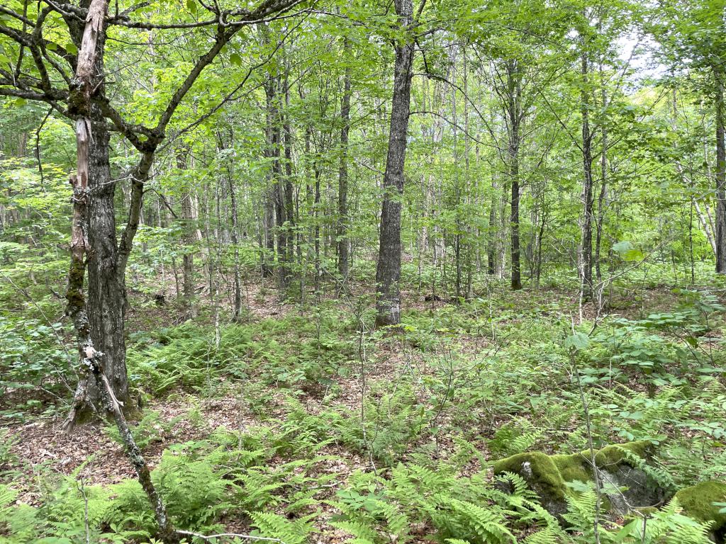 woods in June at Corkscrew Hill in northern New Hampshire