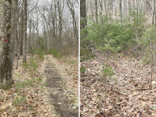 trails in April at Cormier Woods in eastern Massachusetts