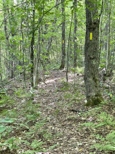 woods trail in June at Covell Mountain in northern New Hampshire