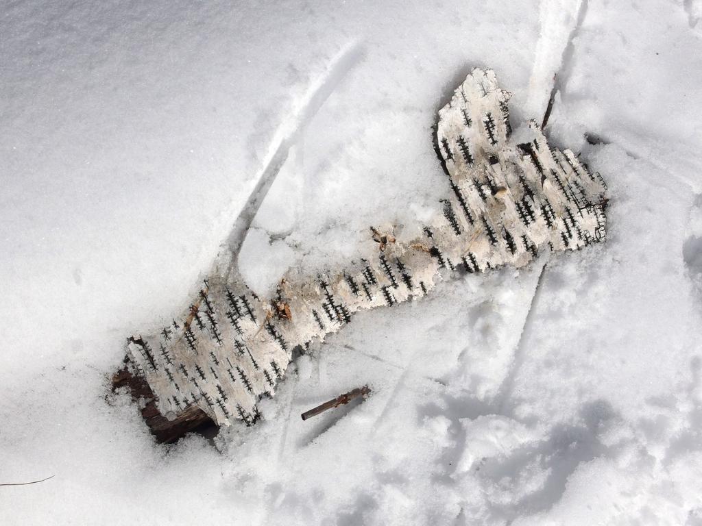 birch bark in December on Cragged Mountain in eastern New Hampshire