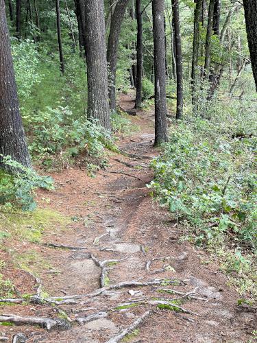 trail in September at Crooked Spring in northeast MA