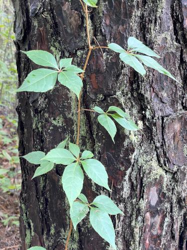 Virginia Creeper (Parthenocissus quinquefolia) in September at Crooked Spring in northeast MA