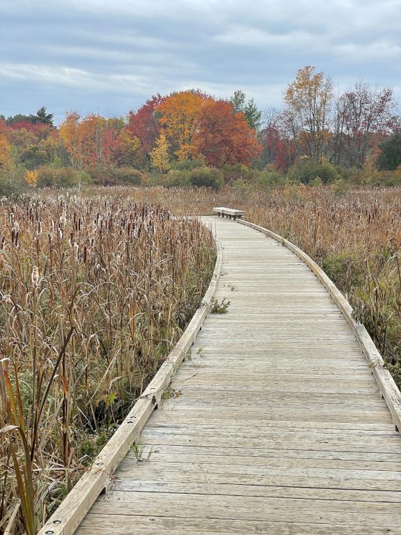 boardwalk in October into a marsh area at Mary Cummings Park in eastern Massachusetts