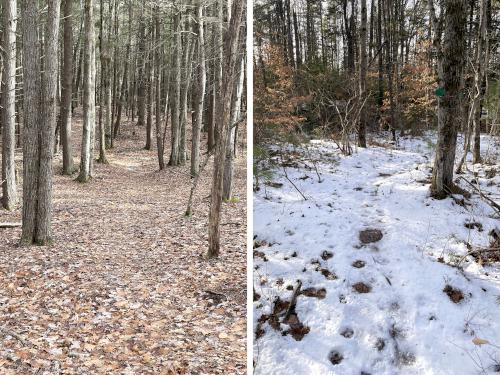 trails in December at Cunningham Pond Trail in southern NH