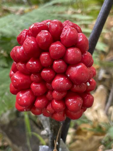 Jack-in-the-Pulpit