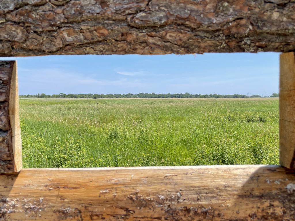 viewing blind in June at Daniel Webster Wildlife Sanctuary in eastern Massachusetts