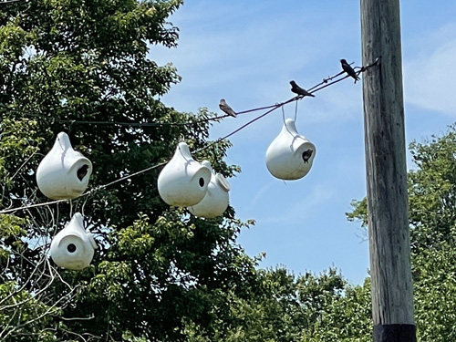 bird-house array in June at Daniel Webster Wildlife Sanctuary in eastern Massachusetts