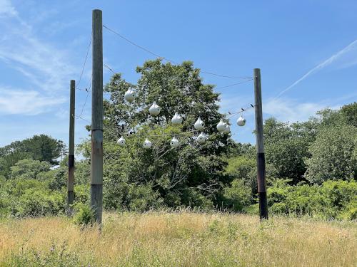 bird-house array in June at Daniel Webster Wildlife Sanctuary in eastern Massachusetts