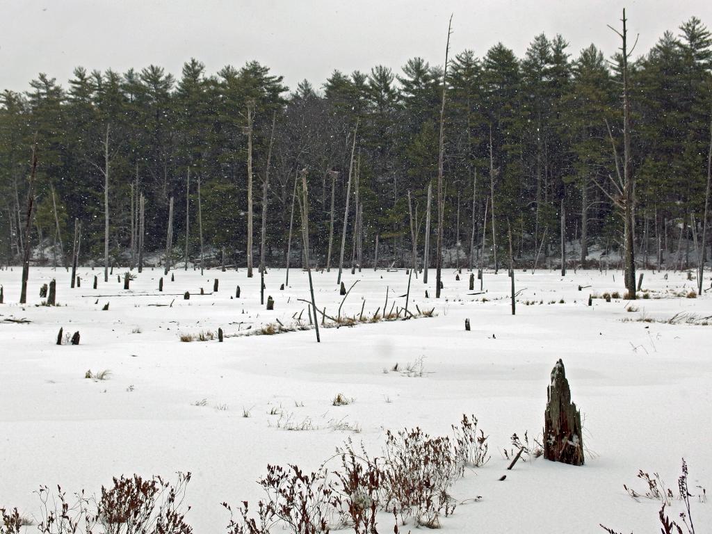 Rookery Pond in January at Danville Town Forest in southern New Hampshire