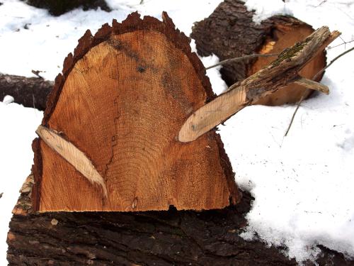 sawn log at trailside in February at Darby Brook Conservation Area in New Hampshire