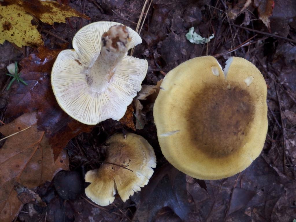 Mt. Baker Waxycap (Hygrophorus bakerensis) in October at Deering Wildlife Sanctuary in southern New Hampshire