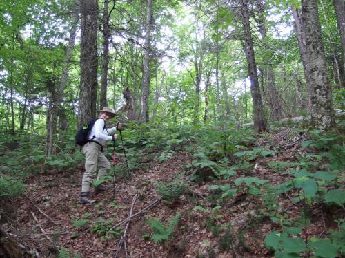 Andee in the woods at Diamond Pond Peak in northern New Hampshire