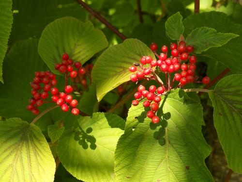 Hobblebush on Diamond Ridge Peak in northern New Hampshire