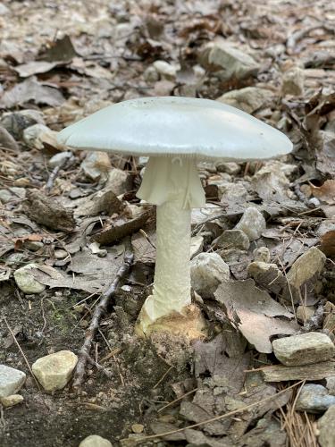 Destroying Angel (Amanita virosa) in August at The Dome in southwest VT