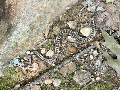 fake snake in August at The Dome in southwest VT