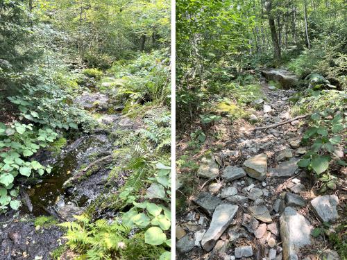 rough trail in August to The Dome in southwest VT