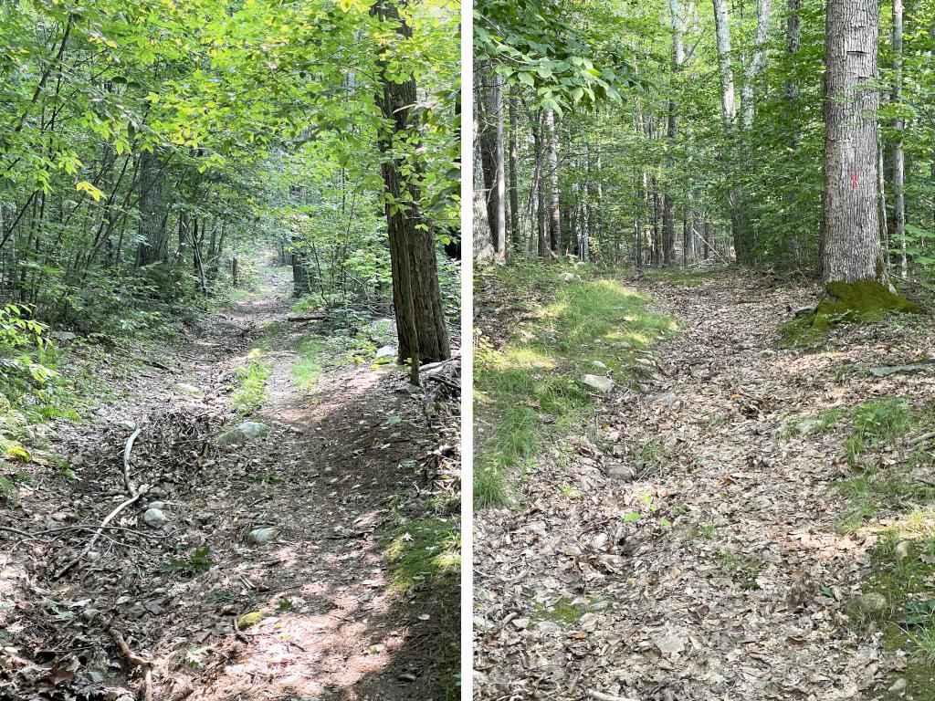 beginning trail in August to The Dome in southwest VT