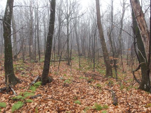 woods on Doublehead North Mountain in New Hampshire