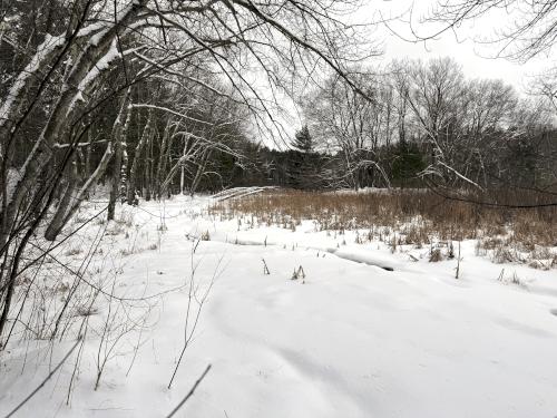 Scarlet Brook in February at Lowell-Dracut-Tyngsboro State Forest in eastern Massachusetts