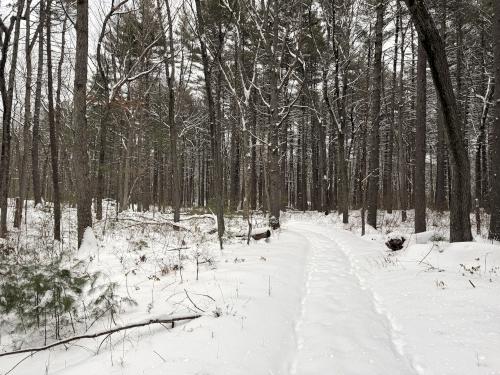 trail in February at Lowell-Dracut-Tyngsboro State Forest in eastern Massachusetts