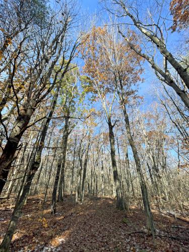 trail in November at Dry Hill in western MA