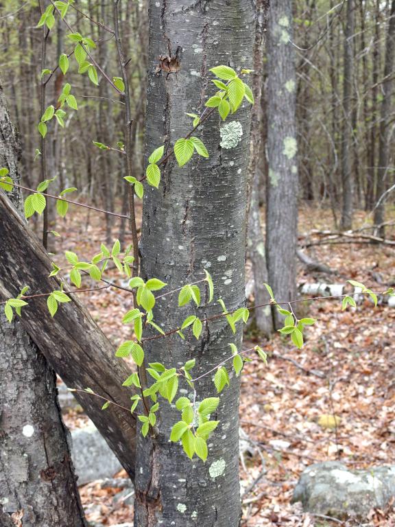 Black Birch trunk in May at Dubes Pond Trail near Hooksett in southern New Hampshire