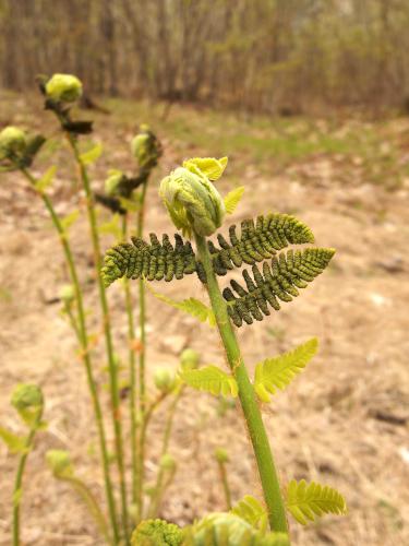 fern in May at Dubes Pond Trail near Hooksett in southern New Hampshire