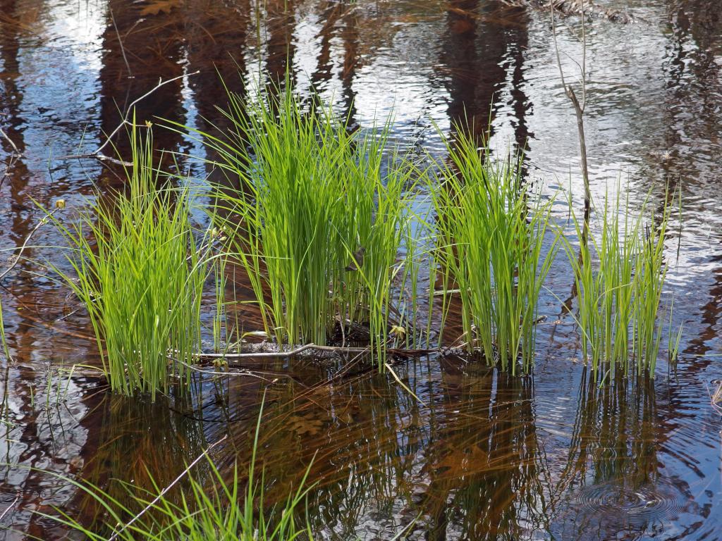grass in May at Maple Falls Brook beside Dubes Pond Trail near Hooksett in southern New Hampshire