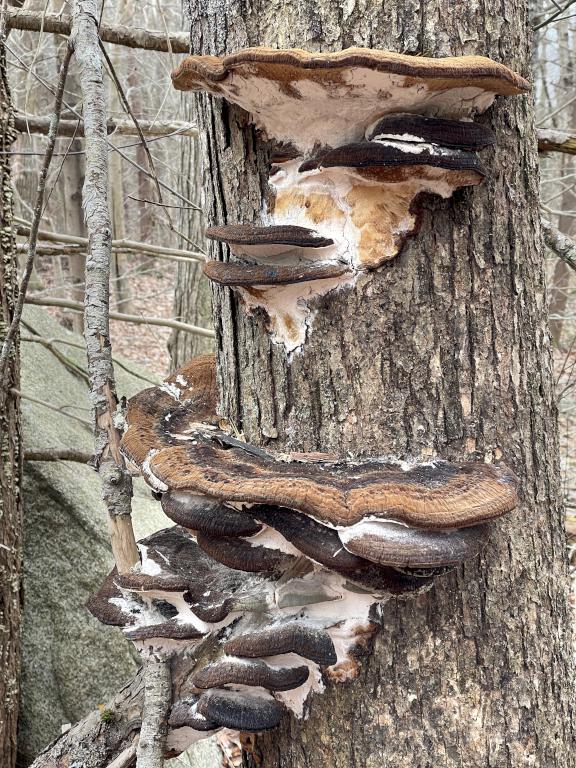 bracket mushroom in February at Dykes Pond Loop in northeast MA