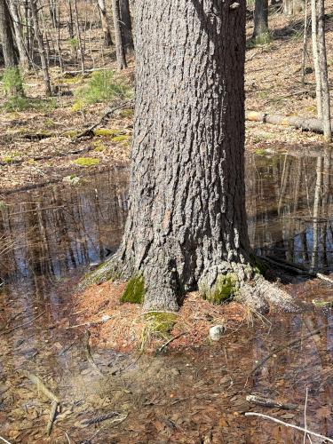 tree in April at East Road Trails in southeast NH