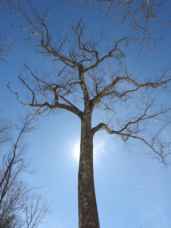 tall tree in March at East Side Trails near the Harris Center in southern New Hampshire