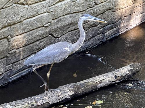 heron in August at Echo Bridge near Newton in eastern Massachusetts