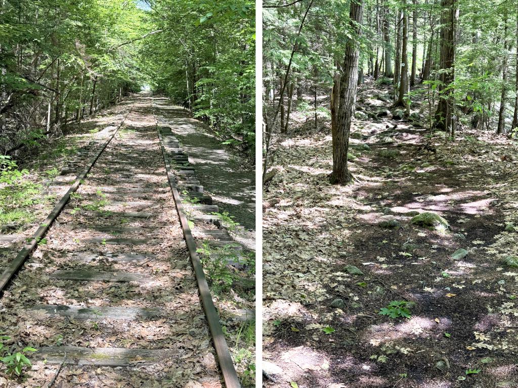 trails in June at Bruce Edes Forest in southern NH