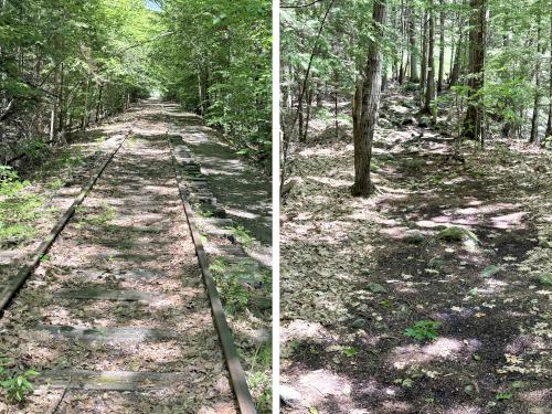 trails in June at Bruce Edes Forest in southern NH
