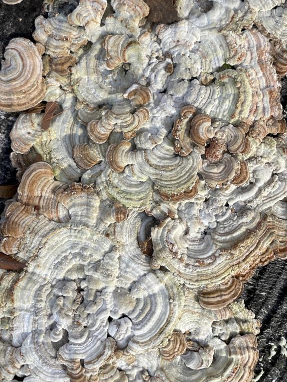 mushroom clump in November at Mount Eleanor in New Hampshire