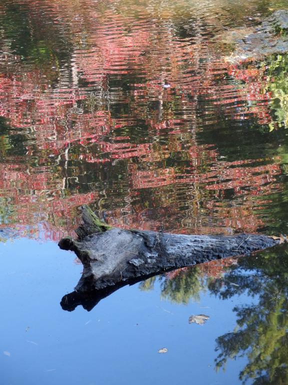 artistic water view in September at Elm Bank Reservation in eastern MA